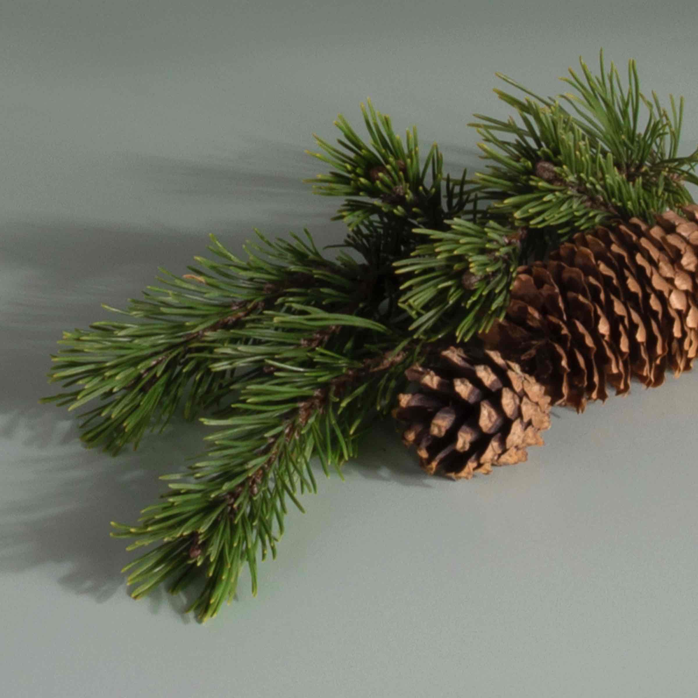 Plug-in Air Freshener Starter Set