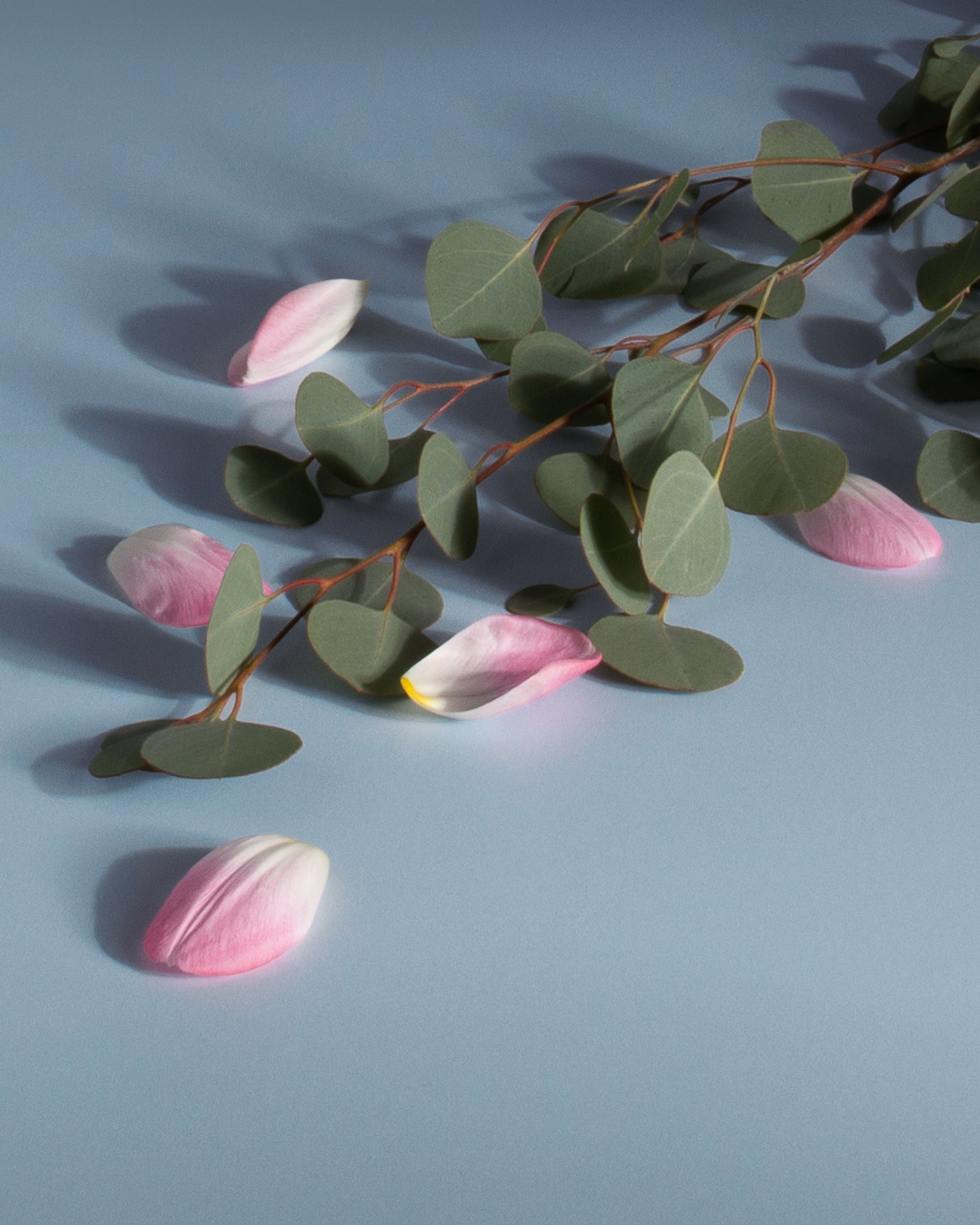 Plug-in Air Freshener Starter Set