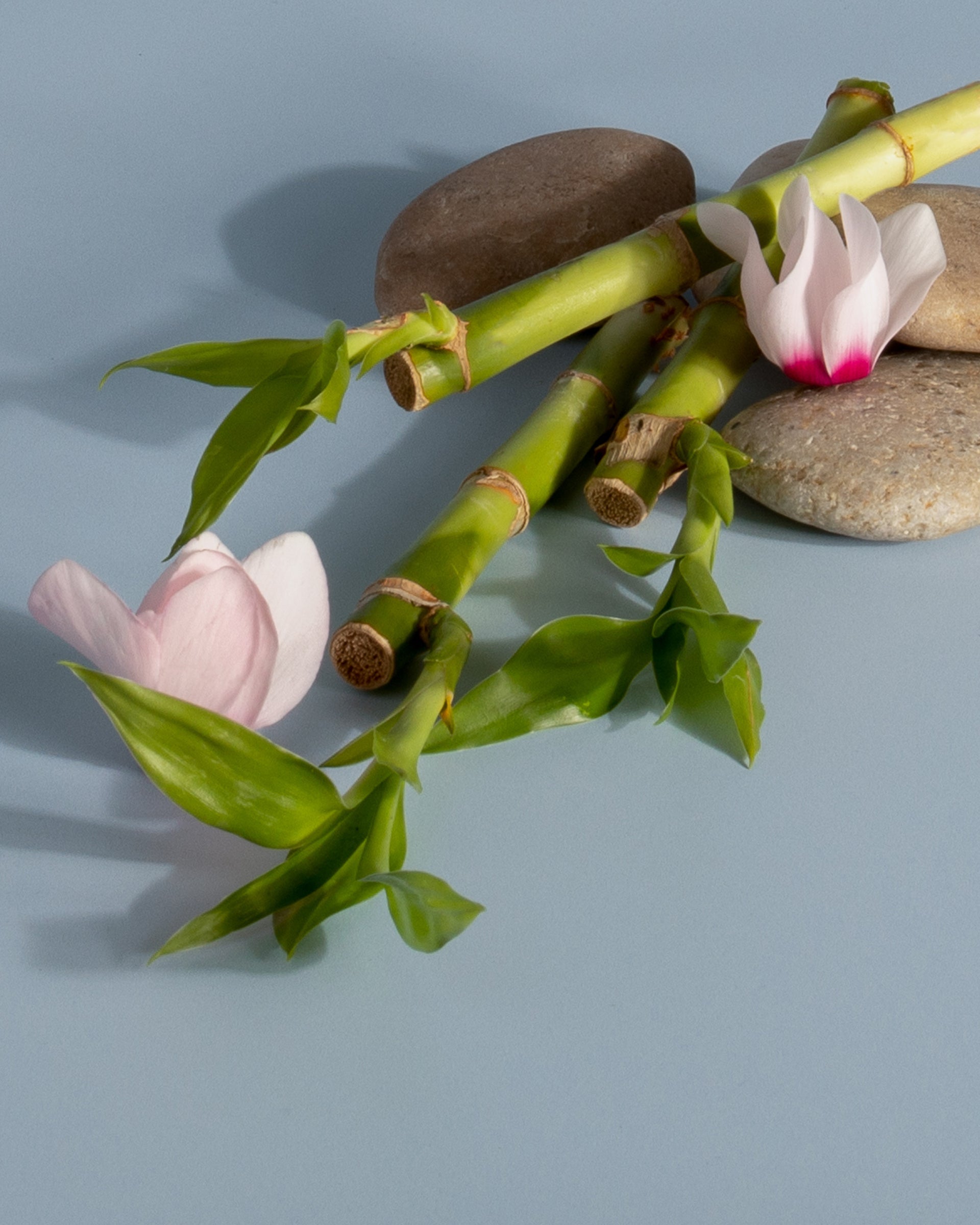 Plug-in Air Freshener Starter Set